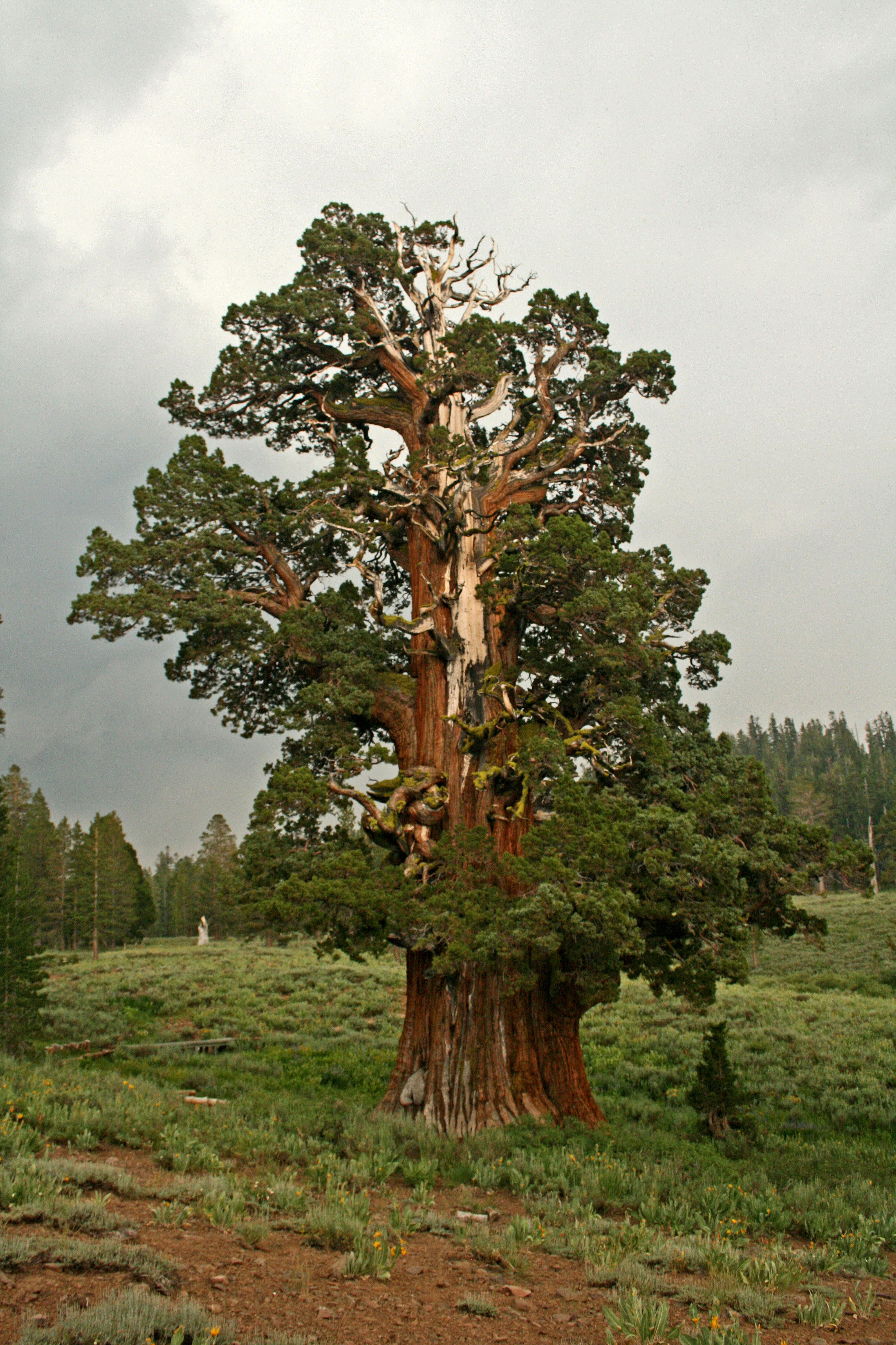 tree
